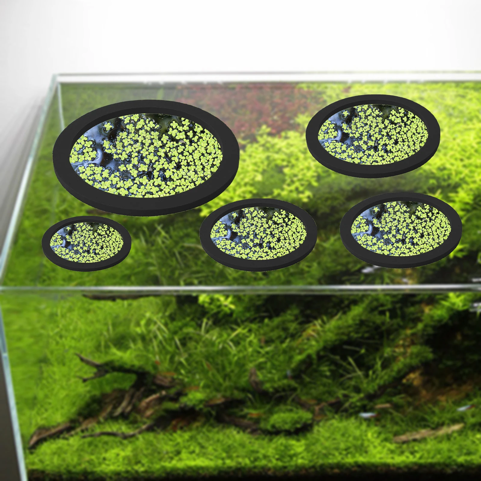 5 adet EVA balık besleme halka - Planted Aquarium With Fish incelemesi ve fiyatı