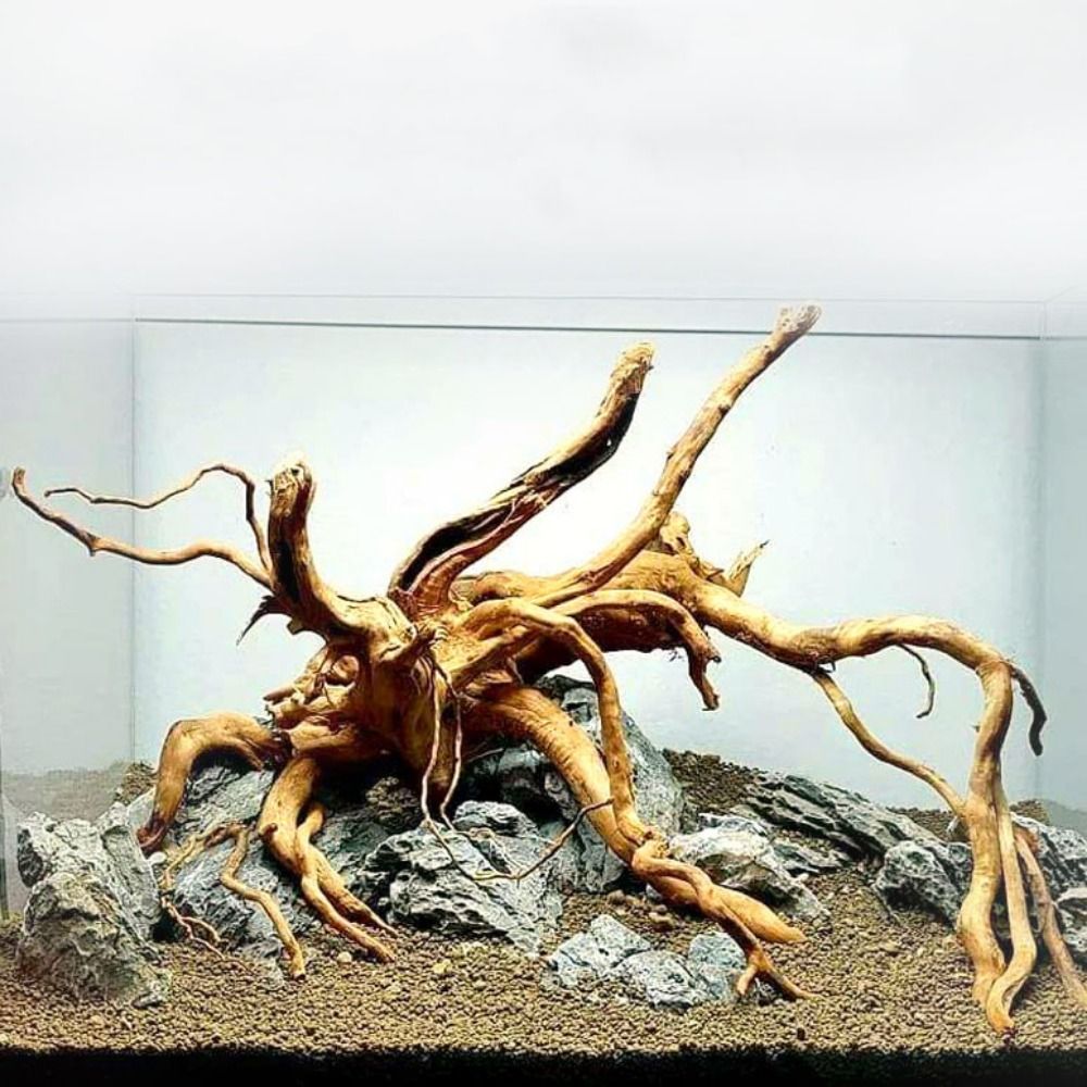 20-25CM Büyük Akvaryum Driftwo - Planted Aquarium Bowl incelemesi ve fiyatı